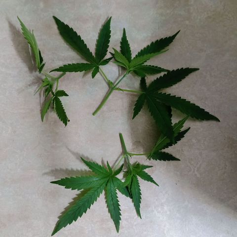 Unknown Mist #1 growlog photo: 3-fach getoppt