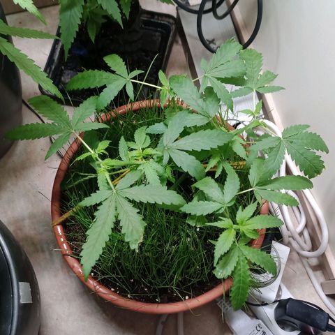 Unknown Mist #1 growlog photo: 3-fach getoppt