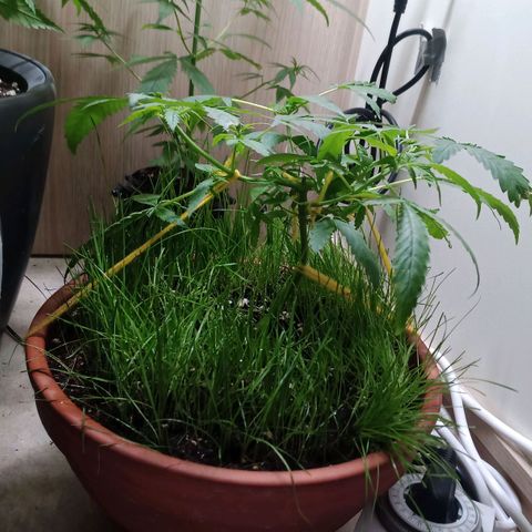 Unknown Mist #1 growlog photo: 3-fach getoppt