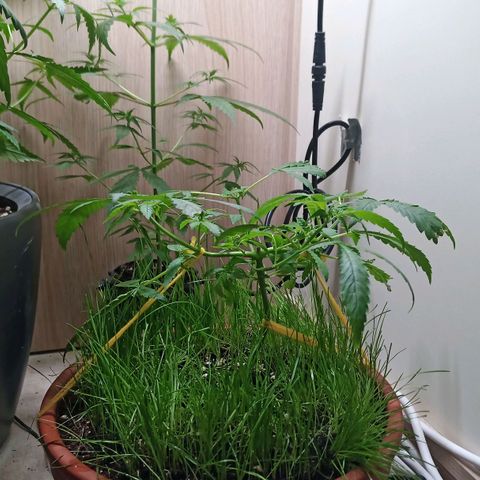 Unknown Mist #1 growlog photo: Entlaubung
