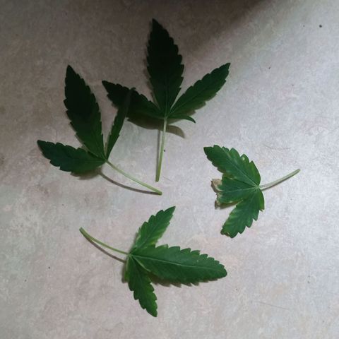 Unknown Mist #1 growlog photo: Entlaubung
