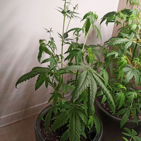 Royal Bluematic  growlog timeline photo