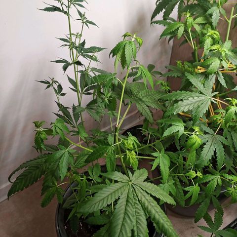 Royal Bluematic  growlog timeline photo