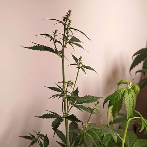 Royal Bluematic  growlog timeline photo