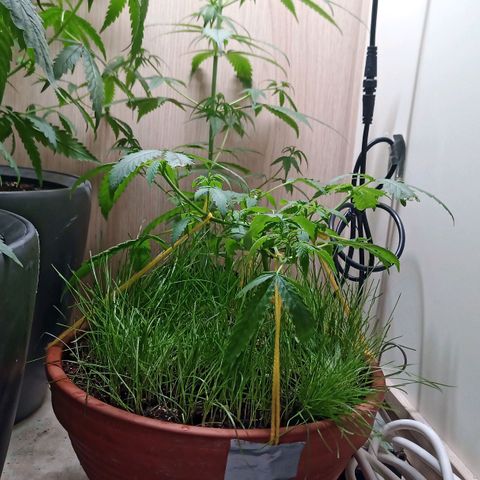 Unknown Mist #1 growlog timeline photo