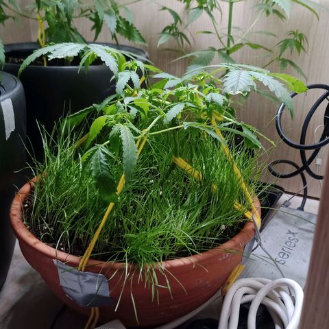 Unknown Mist #1 growlog timeline photo