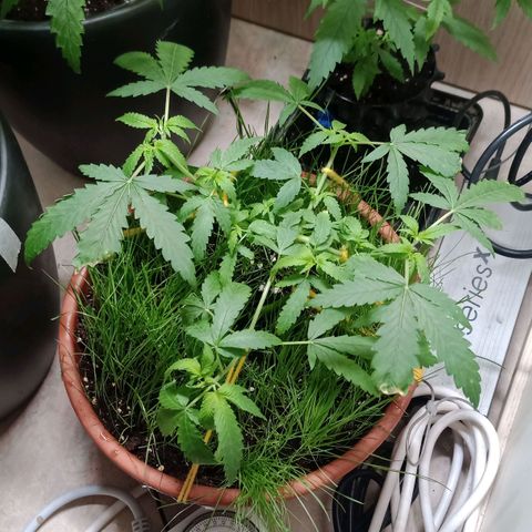 Unknown Mist #1 growlog timeline photo