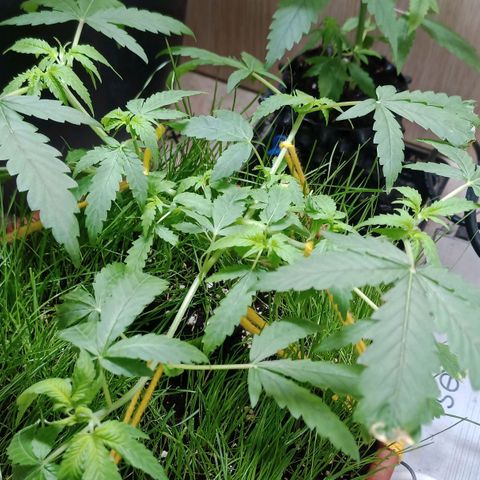 Unknown Mist #1 growlog timeline photo