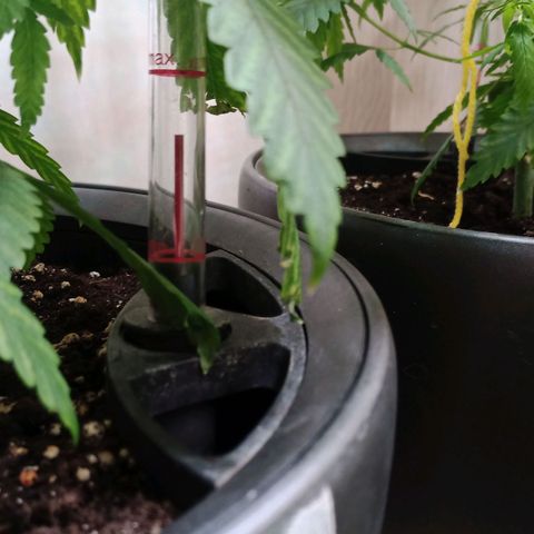 Royal Bluematic  growlog photo: Wassertankstand