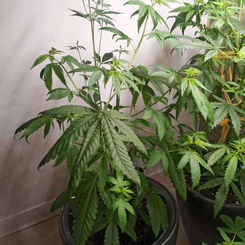 Royal Bluematic  growlog timeline photo