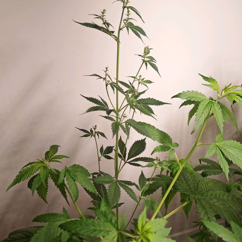 Royal Bluematic  growlog timeline photo