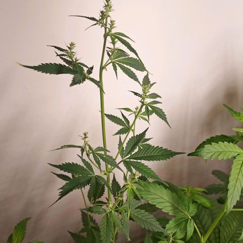Royal Bluematic  growlog timeline photo