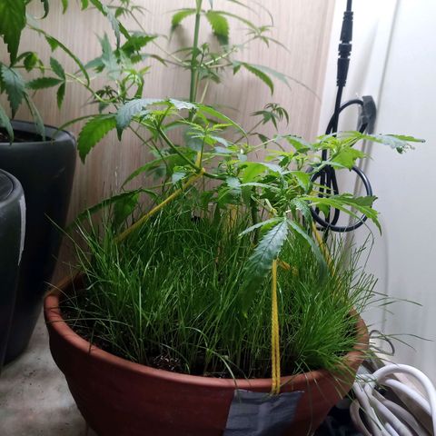 Unknown Mist #1 growlog timeline photo