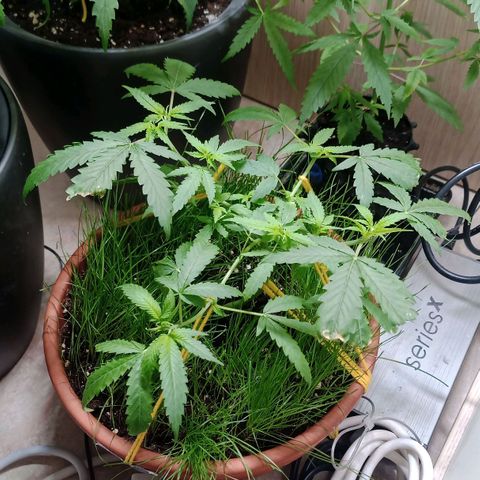 Unknown Mist #1 growlog timeline photo