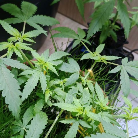Unknown Mist #1 growlog timeline photo