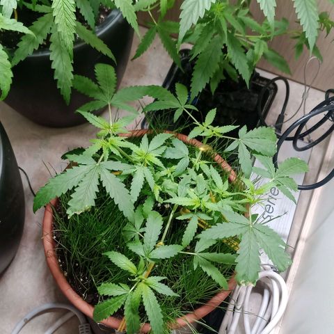 Unknown Mist #1 growlog timeline photo