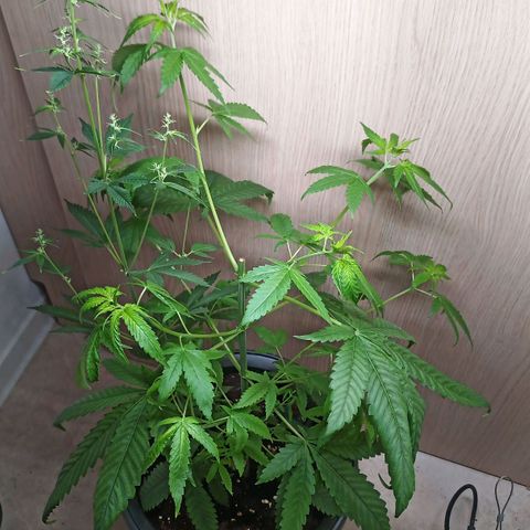 Royal Bluematic  growlog timeline photo