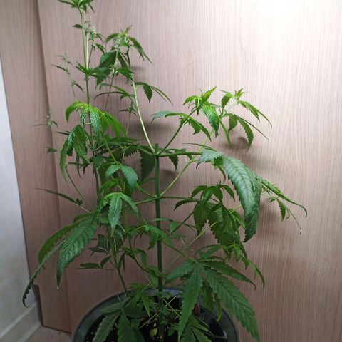 Royal Bluematic  growlog timeline photo