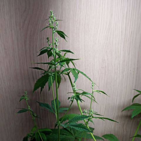 Royal Bluematic  growlog timeline photo