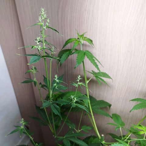 Royal Bluematic  growlog timeline photo