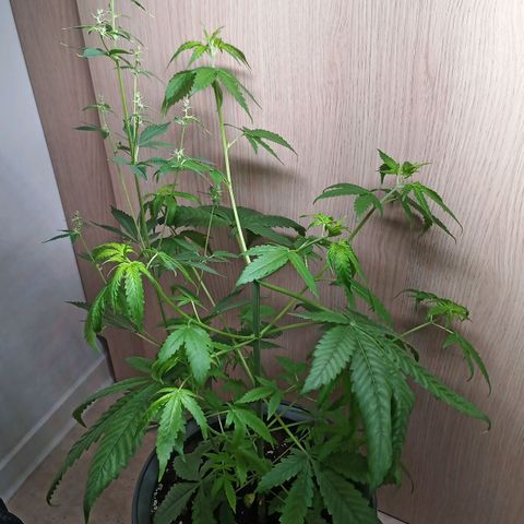 Royal Bluematic  growlog timeline photo