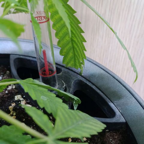 Royal Bluematic  growlog timeline photo