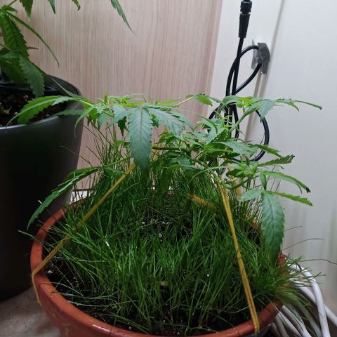 Unknown Mist #1 growlog timeline photo