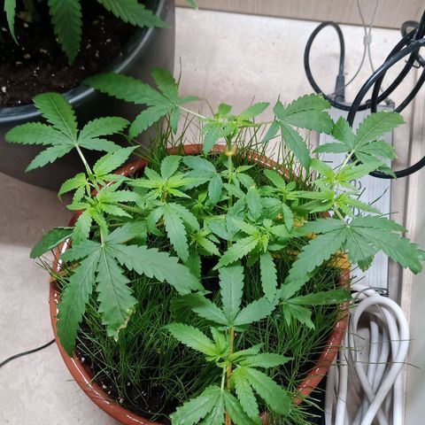 Unknown Mist #1 growlog timeline photo
