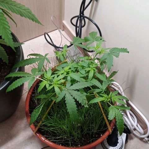 Unknown Mist #1 growlog timeline photo