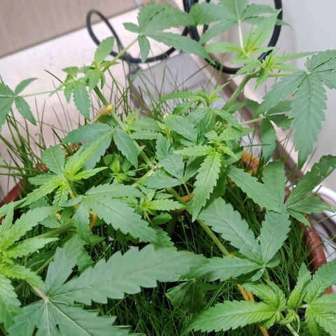 Unknown Mist #1 growlog timeline photo