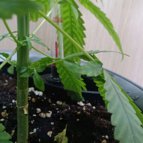 Royal Bluematic  growlog timeline photo