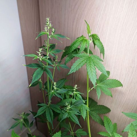 Royal Bluematic  growlog timeline photo