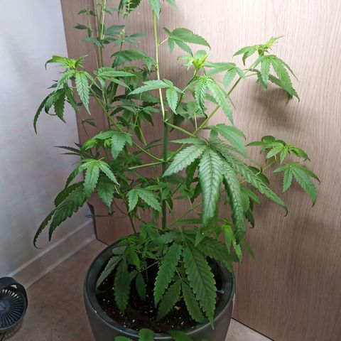 Royal Bluematic  growlog timeline photo