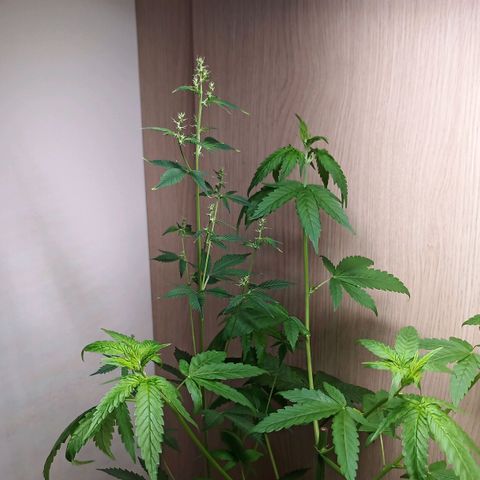 Royal Bluematic  growlog timeline photo