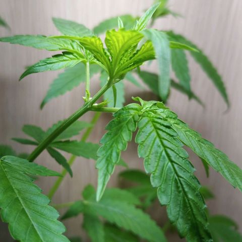 Royal Bluematic  growlog photo: Samensäckchenausbildung 
