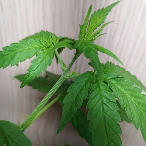 Royal Bluematic  growlog photo: Samensäckchenausbildung 