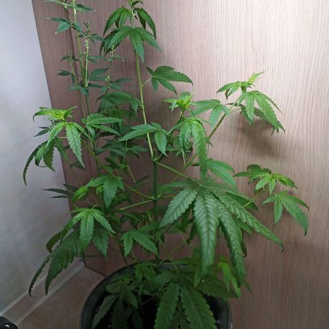 Royal Bluematic  growlog photo: automatisierte weibliche Bluematic und männliche Unknown Mist