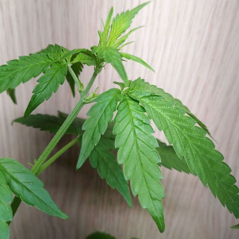 Royal Bluematic  growlog photo: automatisierte weibliche Bluematic und männliche Unknown Mist