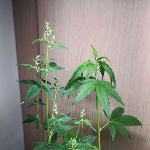Royal Bluematic  growlog photo: automatisierte weibliche Bluematic und männliche Unknown Mist