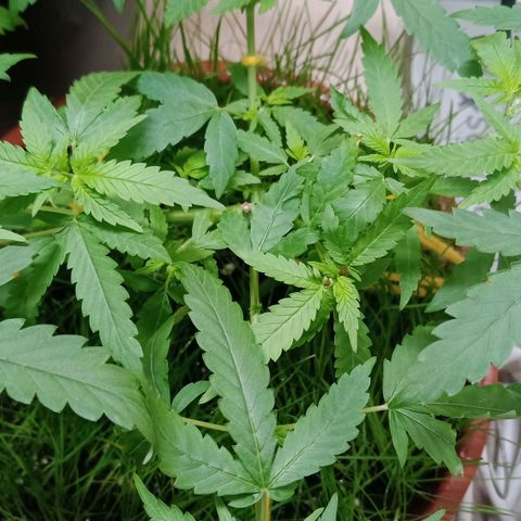 Unknown Mist #1 growlog timeline photo