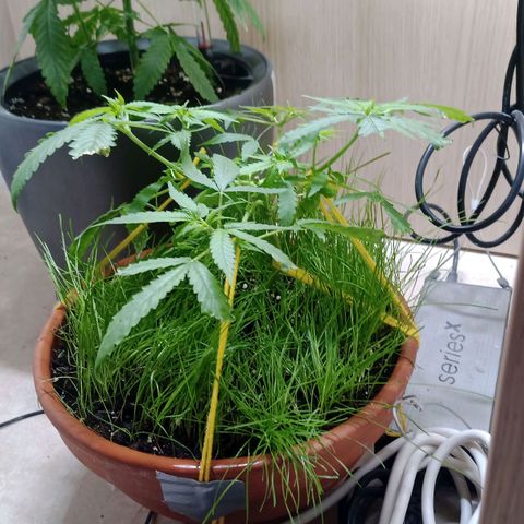 Unknown Mist #1 growlog timeline photo