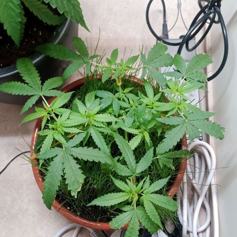 Unknown Mist #1 growlog timeline photo