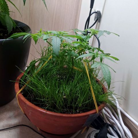 Unknown Mist #1 growlog timeline photo