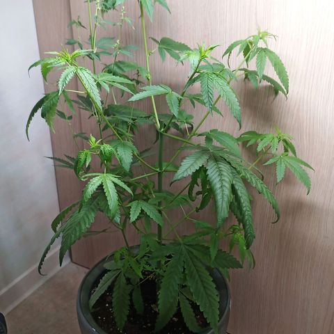 Royal Bluematic  growlog timeline photo