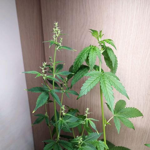 Royal Bluematic  growlog timeline photo