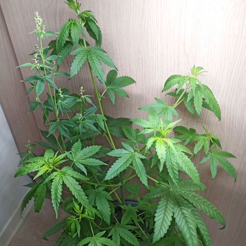 Royal Bluematic  growlog timeline photo