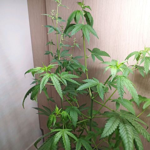 Royal Bluematic  growlog timeline photo