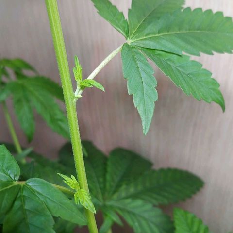 Royal Bluematic  growlog photo: Samensäckchenausbildung/Pollensäckchen