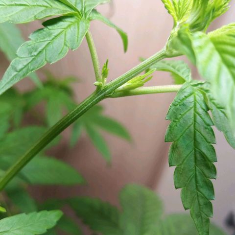 Royal Bluematic  growlog photo: Samensäckchenausbildung/Pollensäckchen