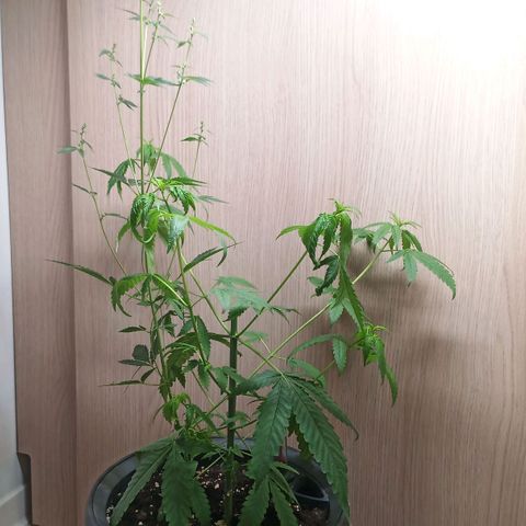 Royal Bluematic  growlog photo: männliche Pflanze wurde getoppt um Bestäubung zu verhindern, muss wahrscheinlich geerntet werden.